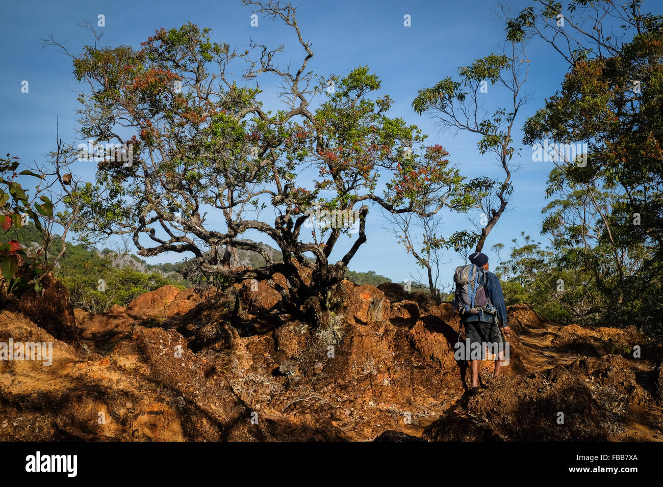 A villager and part time ecotourism guide is standing close to dwarf trees in Fatumnasi nature reserve, Mount Mutis, West Timor, Indonesia. Stock Photo