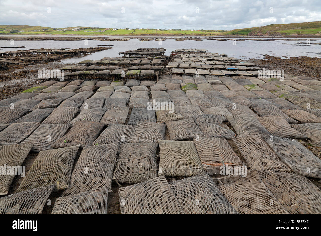 oyster farming in the Loughros Bay near Ardara, County Donegal, Ireland Stock Photo