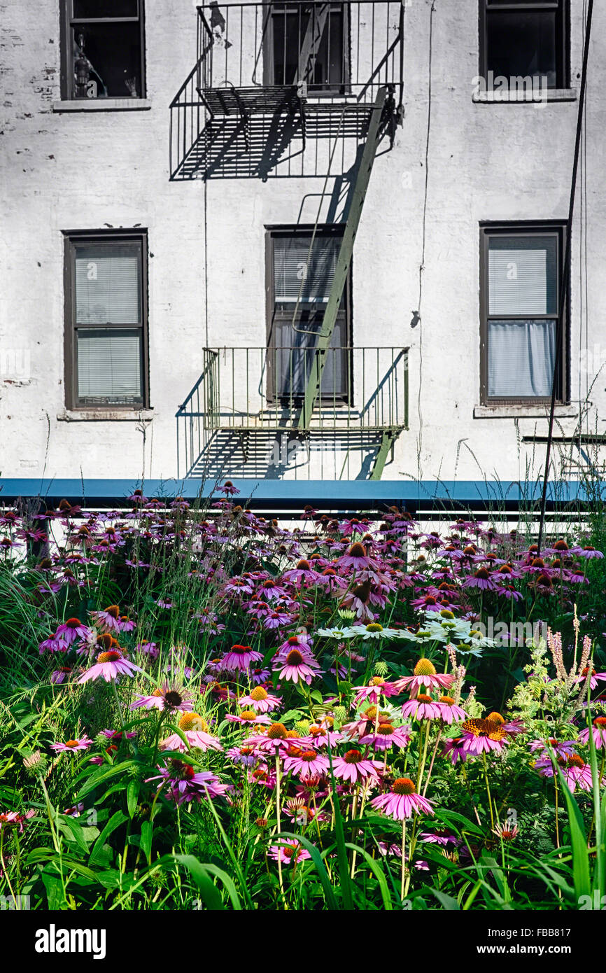 Low Angle View of Blooming Colorful Flowers in Highline Park Contrasting Against a Stark House, Manhattan, New York City Stock Photo