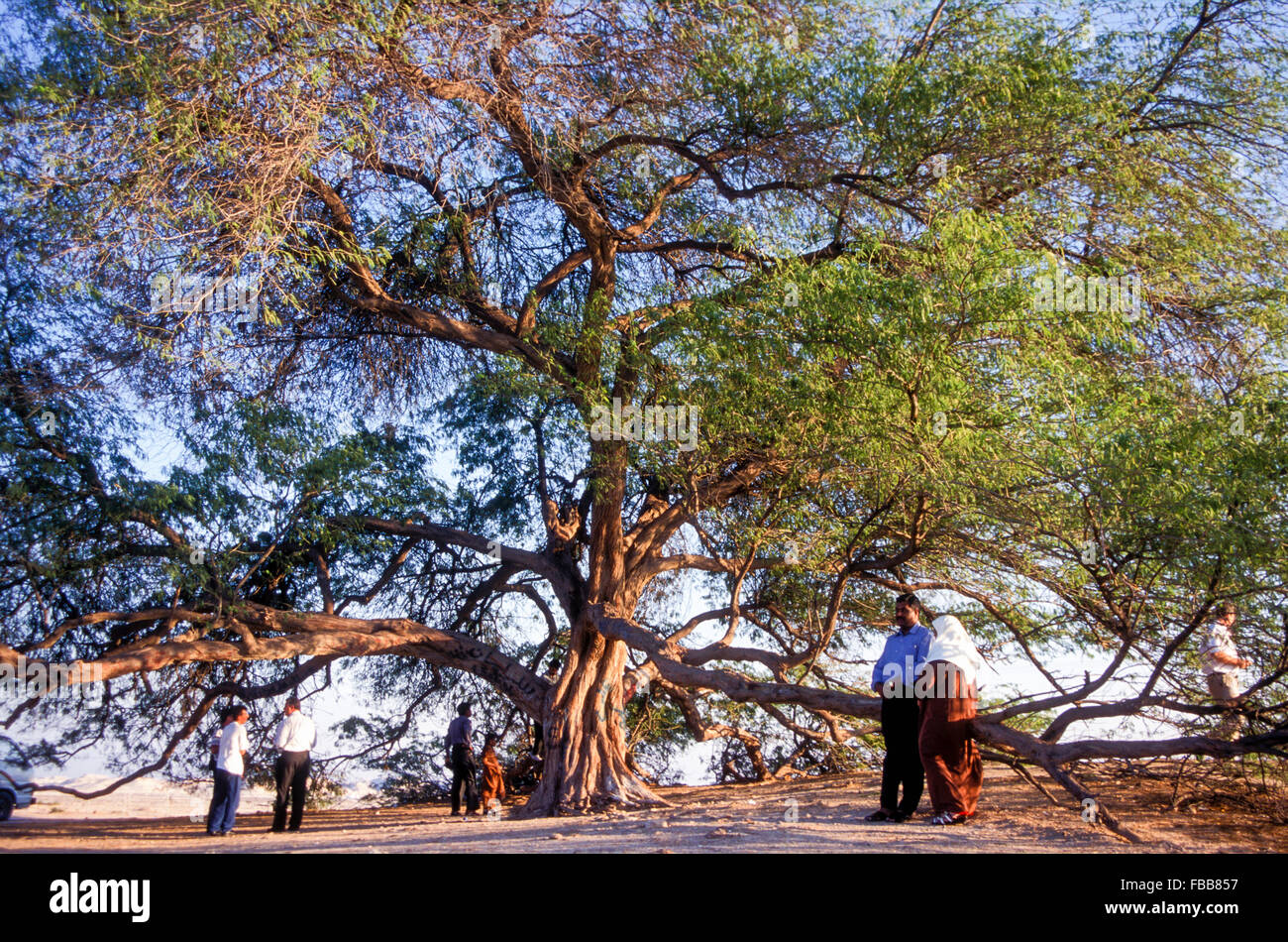Bahrain’s 400-year-old Tree of Life is a solitary desert acacia or mesquite fed by underground springs Stock Photo