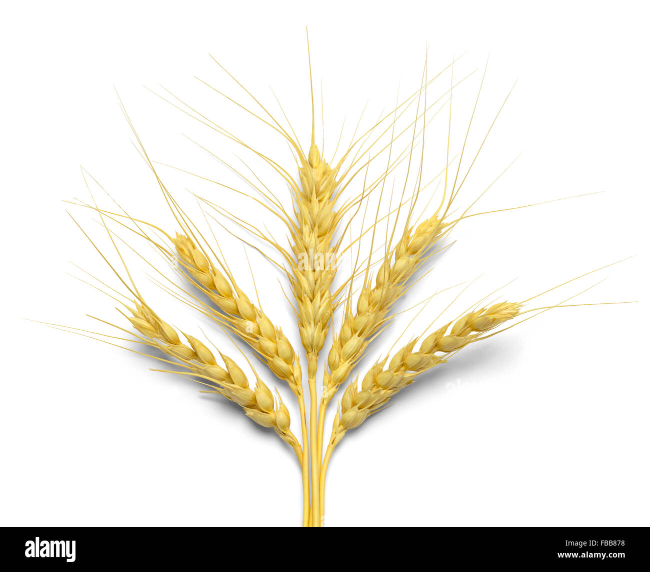 Five Stalks of Wheat Isolated on White Background. Stock Photo