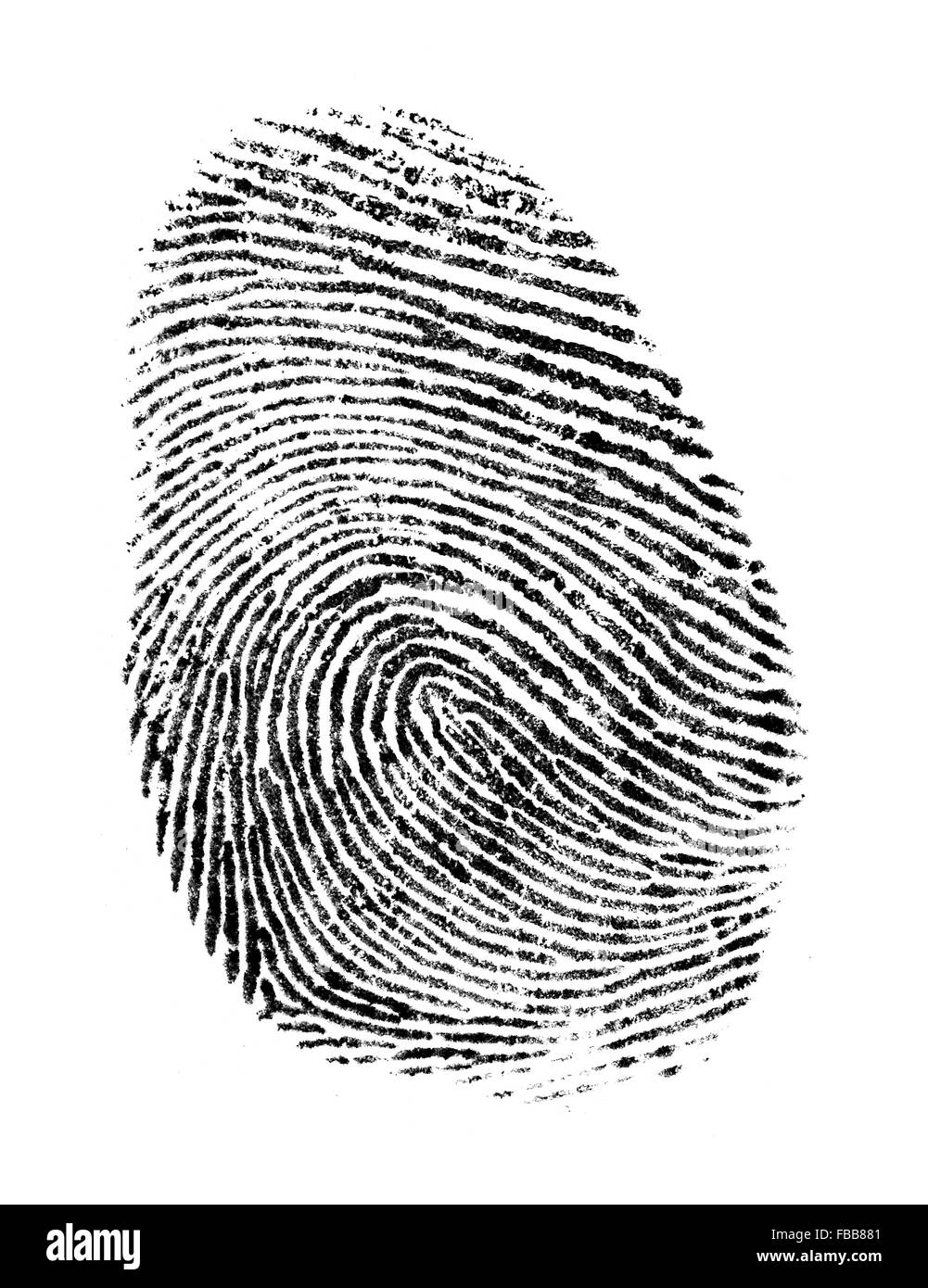 Black Ink Fingerprint Isolated on a White Background Stock Photo Alamy