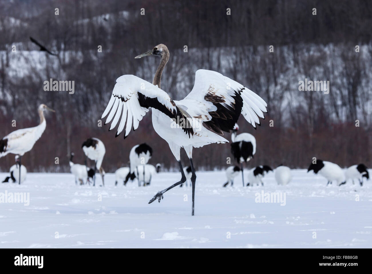 Red crowned cranes Stock Photo - Alamy