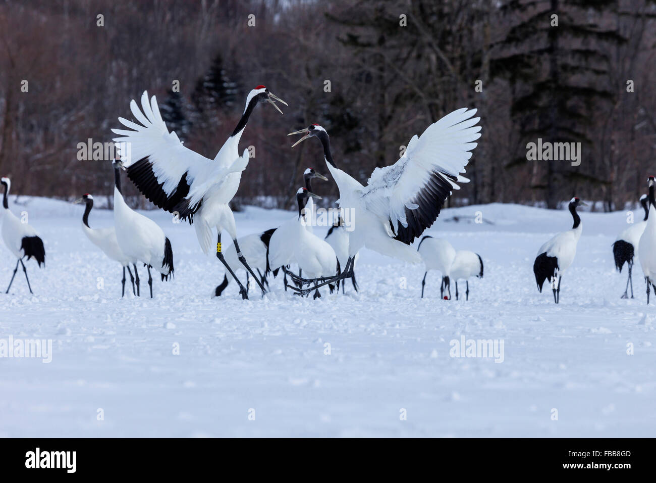 Red crowned cranes Stock Photo - Alamy