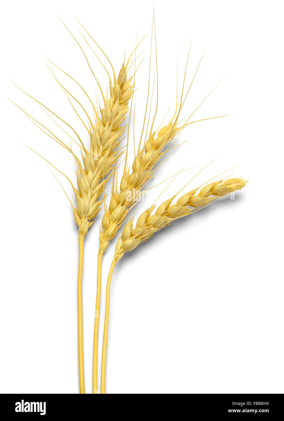 Three Stocks of Wheat Isolated on White Background. Stock Photo