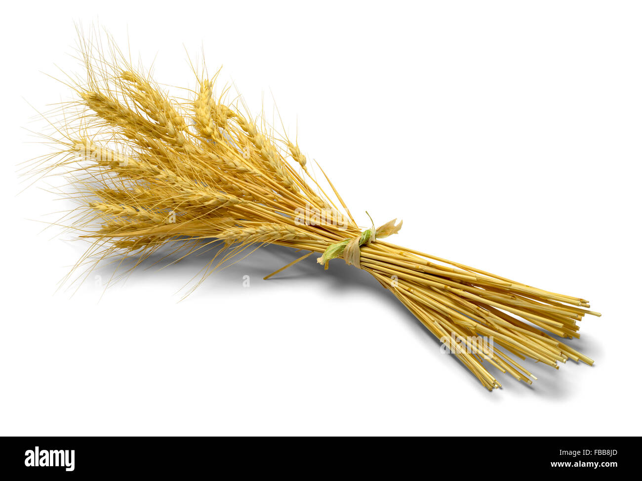 Small Bundle of Wheat Isolated on White Background. Stock Photo