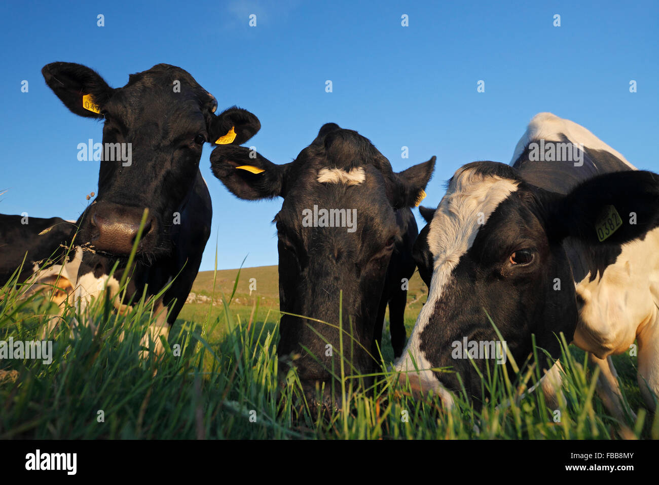 Holstein Cows - black and white patched cows (Bos taurus) on grassland Stock Photo
