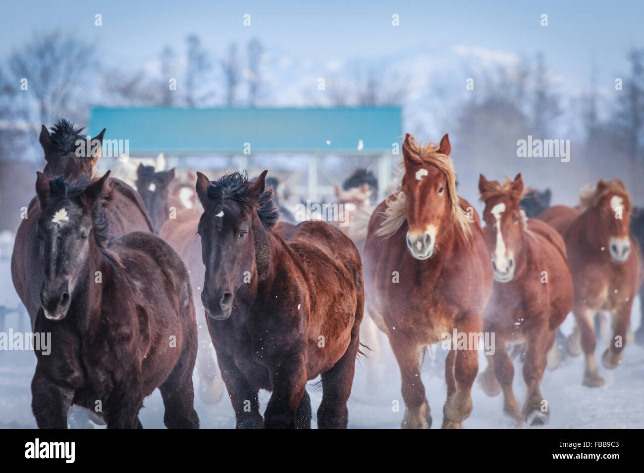 Horses running on snow Stock Photo