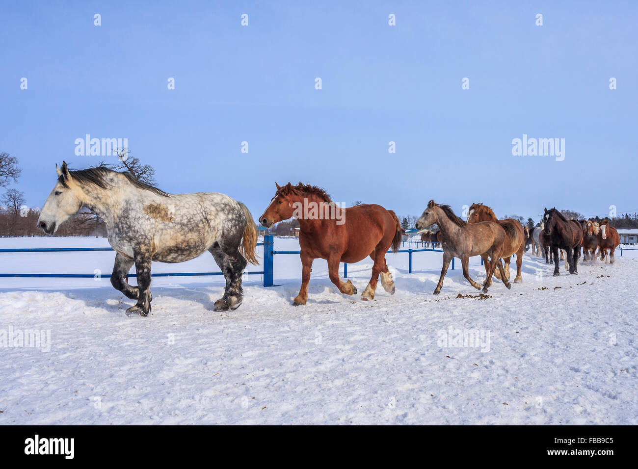 Horses running on snow Stock Photo