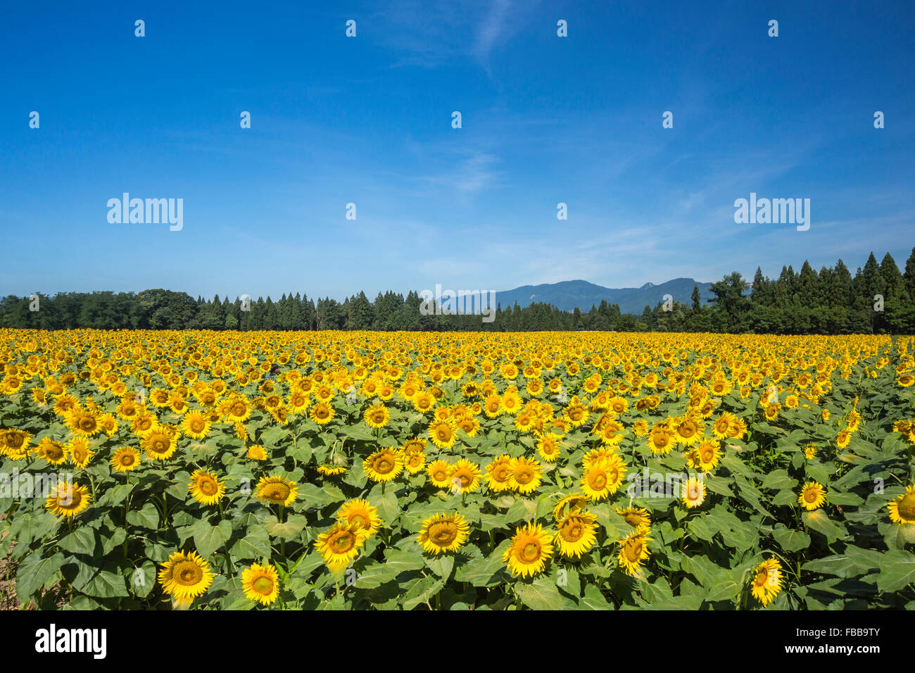 Sunflower fields in Niigata Prefecture,Japan Stock Photo Alamy