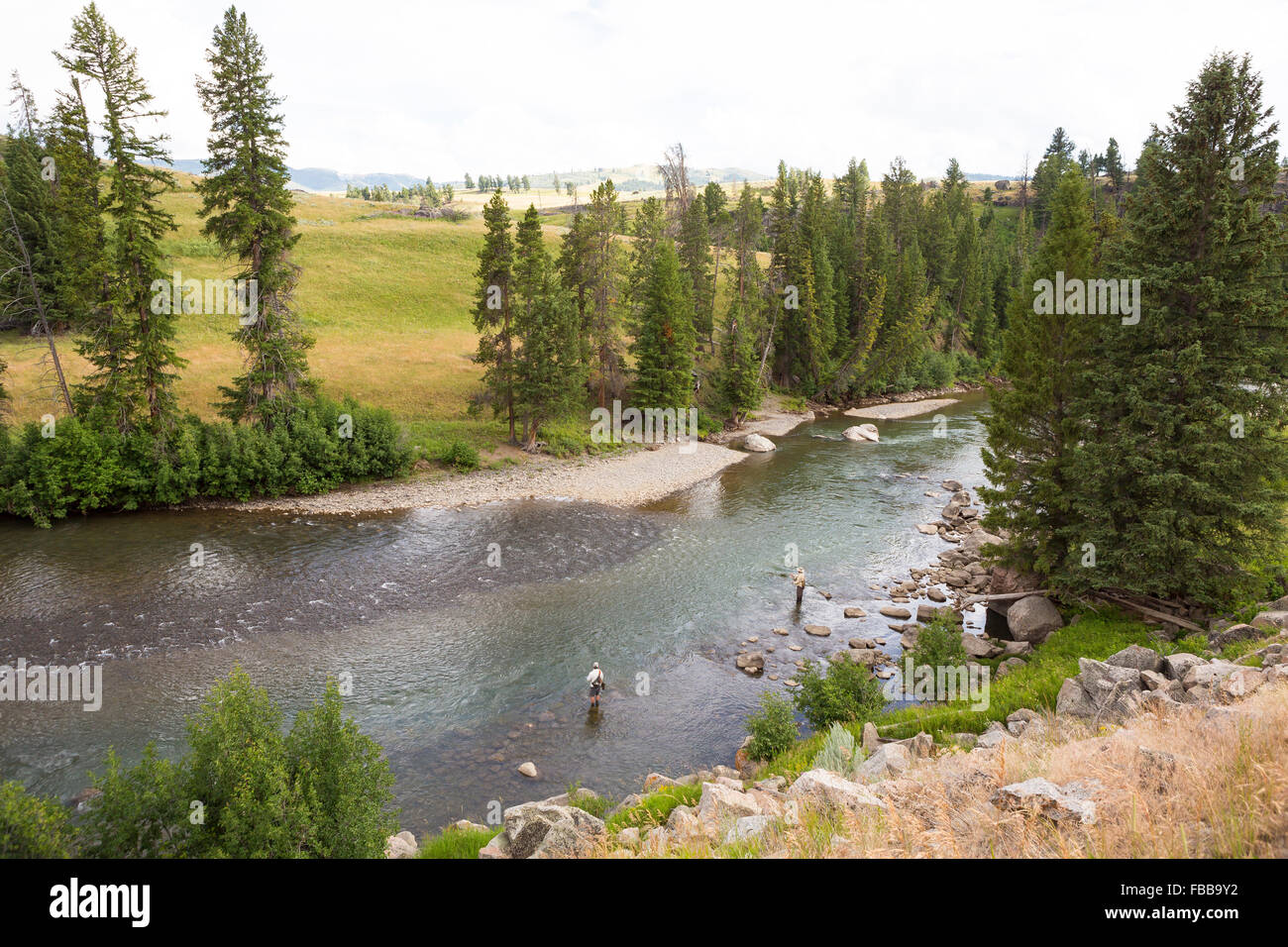 fly fishers work the lamar river in yellowstone national park Stock Photo