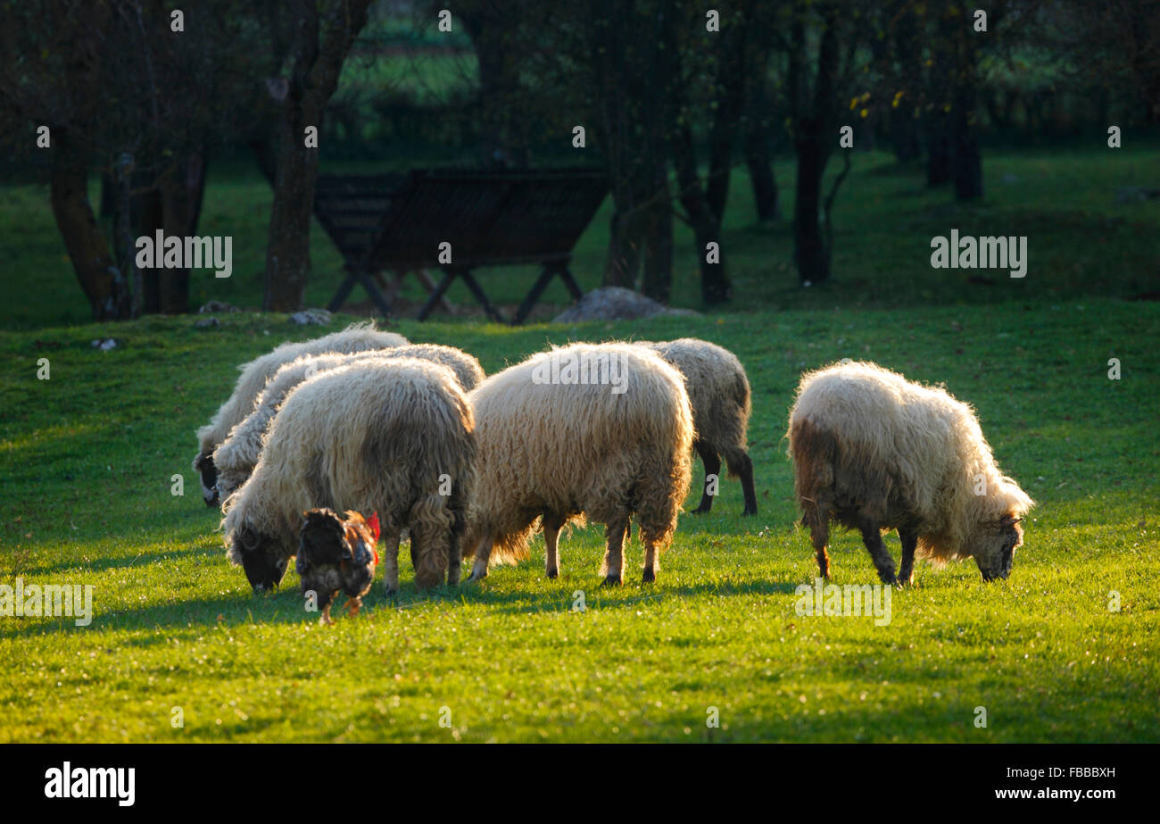 A herd of sheep on sunny meadow. Stock Photo