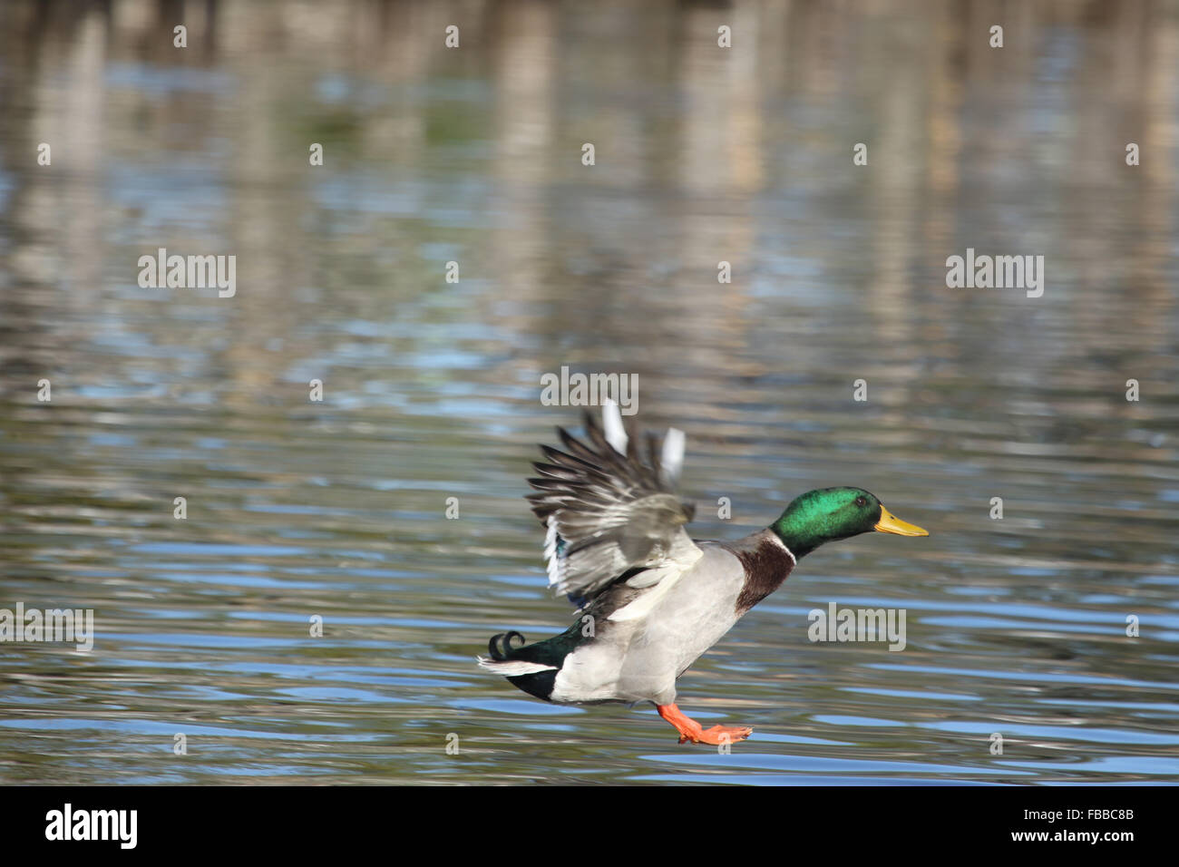 mallard duck or drake coming in to land Stock Photo