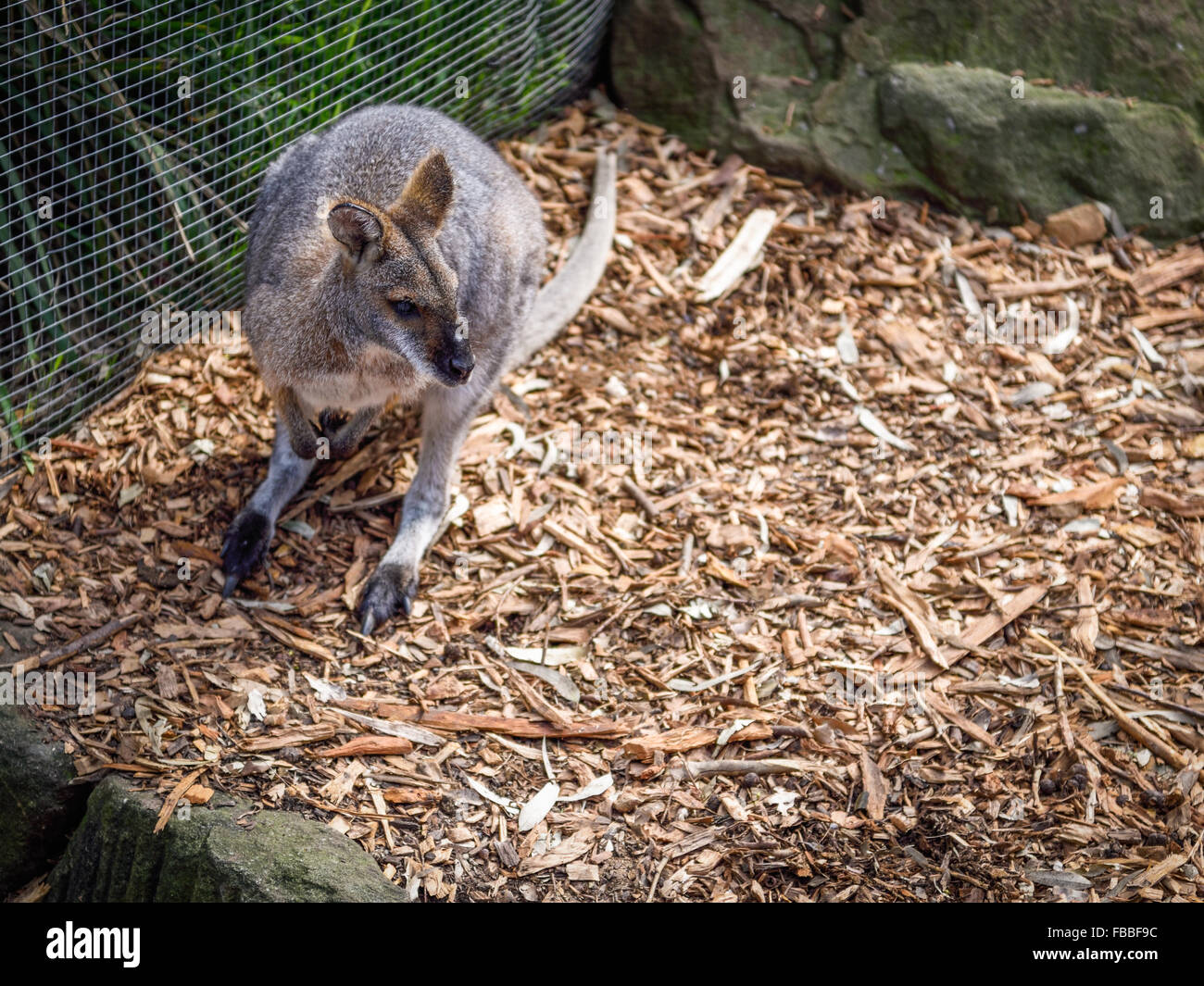 Skippy the Australian Joey Baby Macropod Stock Photo Alamy