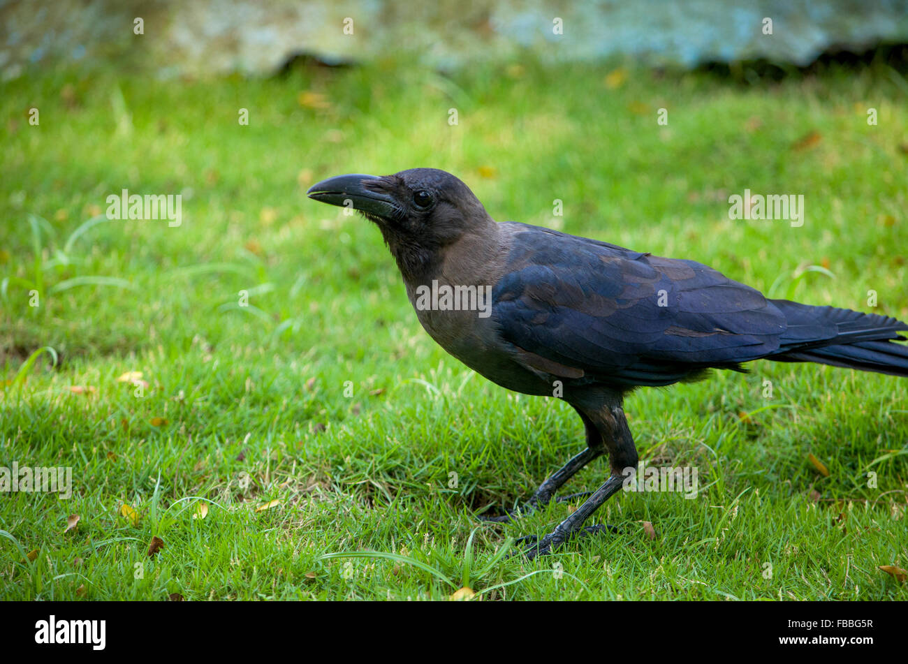 bird a black raven on a grass,a bird,a black raven in a grass,a raven,feathery,a bird goes,on a grass,a genus of birds from fami Stock Photo