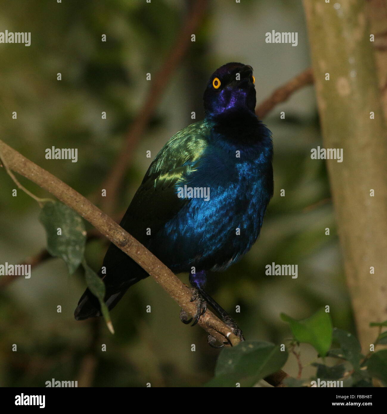 Central African Purple glossy starling (Lamprotornis purpureus) Stock Photo