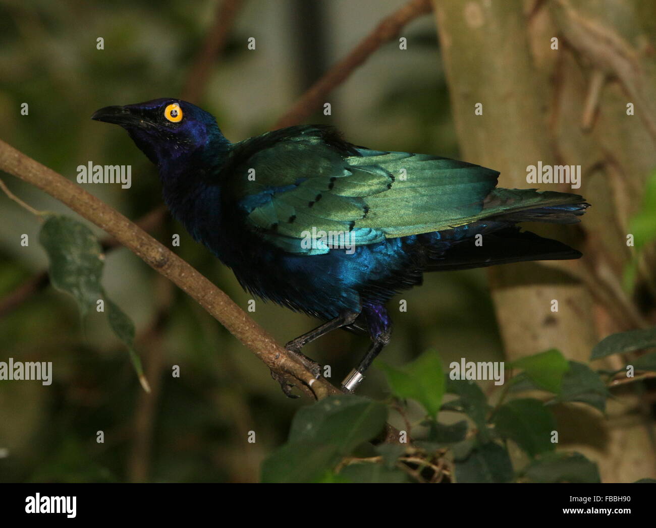 Central African Purple glossy starling (Lamprotornis purpureus) Stock Photo