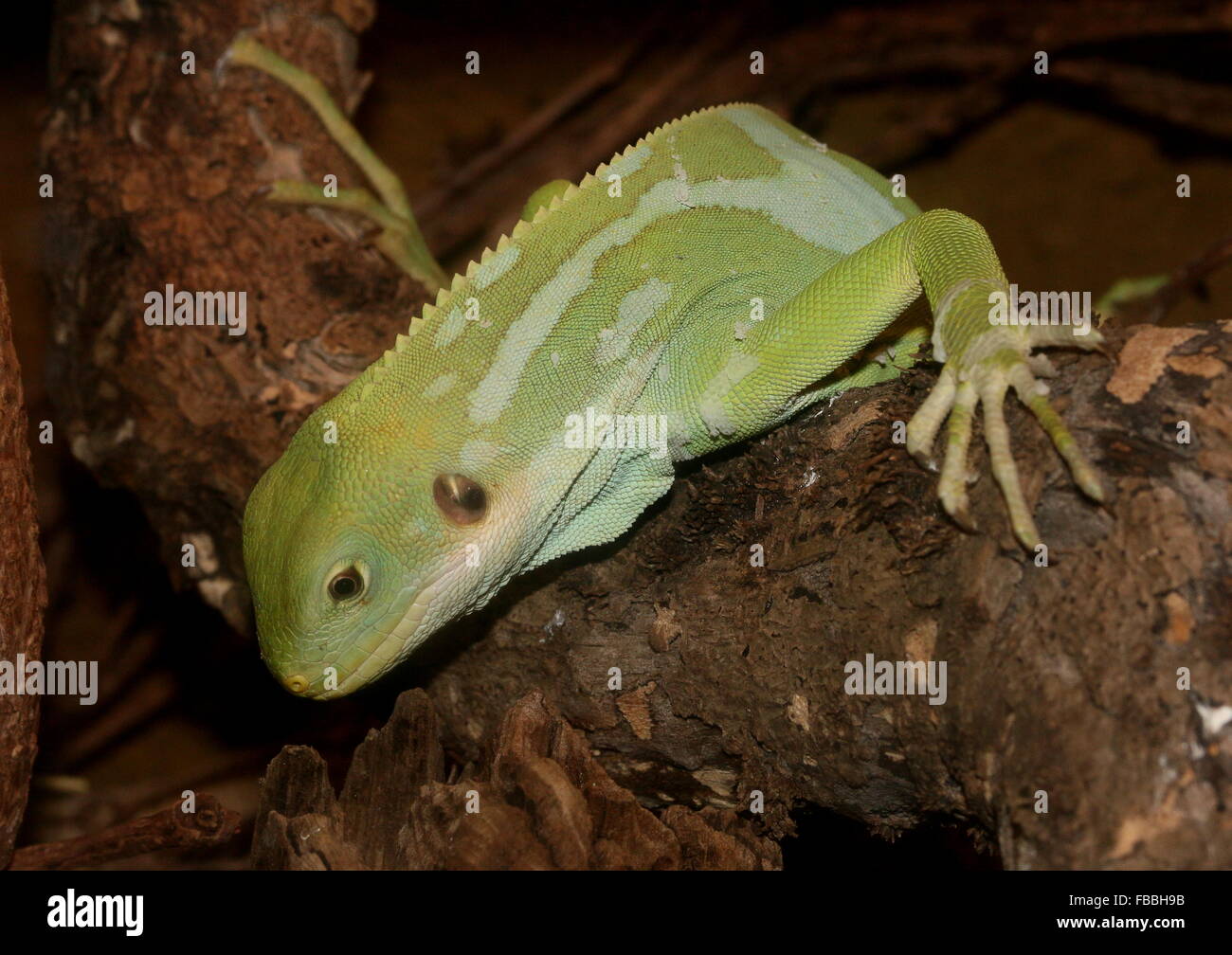 fiji-banded-iguana-brachylophus-fasciatus-stock-photo-alamy