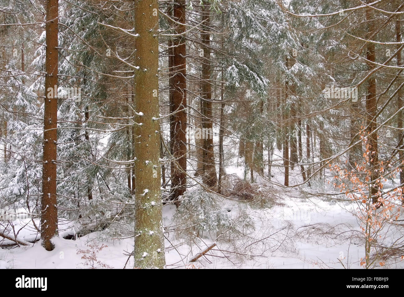 Fichtenwald im Winter - spruce forest in winter 02 Stock Photo