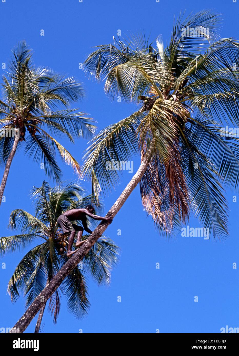 Local man climbing a palm tree to collect coconuts, Tobago, Trinidad and Tobago, Caribbean. Stock Photo