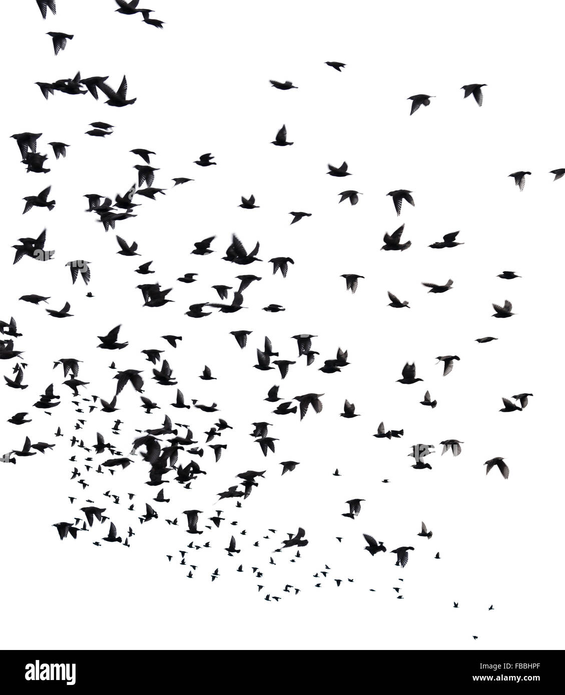 A flock of migratory birds. set of black silhouettes of birds flying in ...