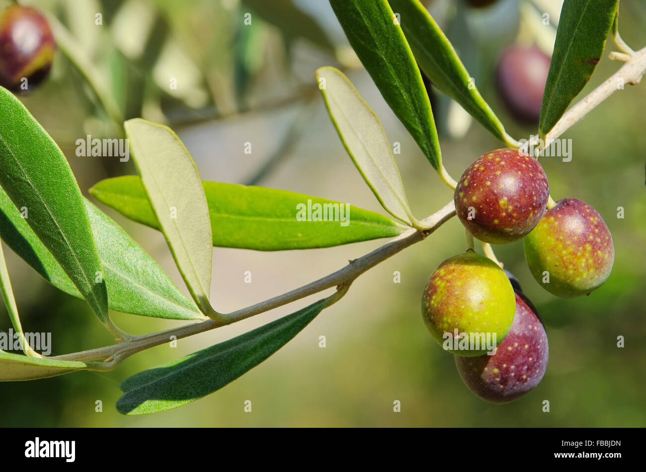 Oliven toskana hires stock photography and images Alamy