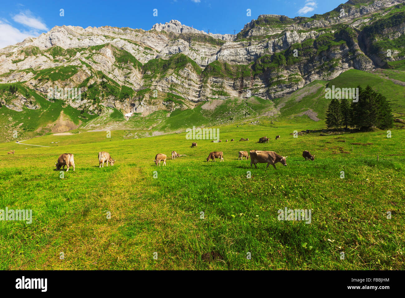 Cows grazing in a typical Alpine landscape Stock Photo - Alamy