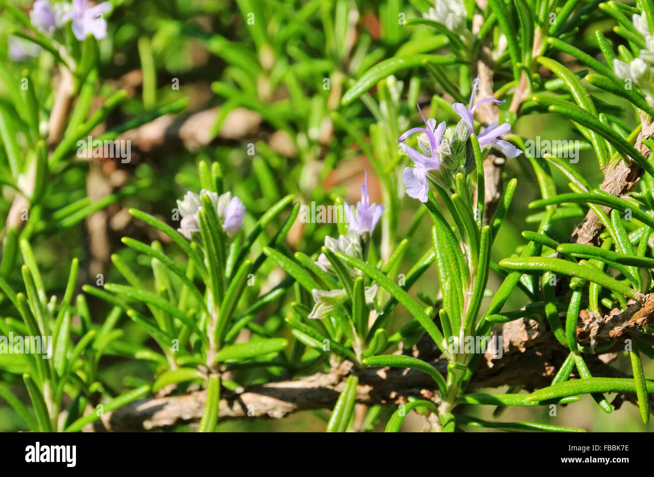 Rosmarin - Rosemary 17 Stock Photo