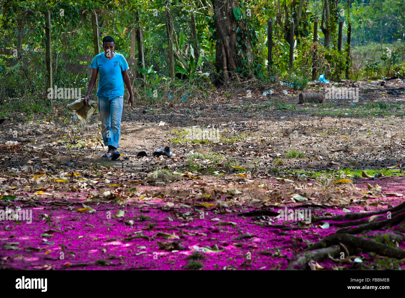 A Somali immigrant, heading to the southern U.S. border, walks bellow the water apple tree in the jungle of Darién in Panama. Stock Photo