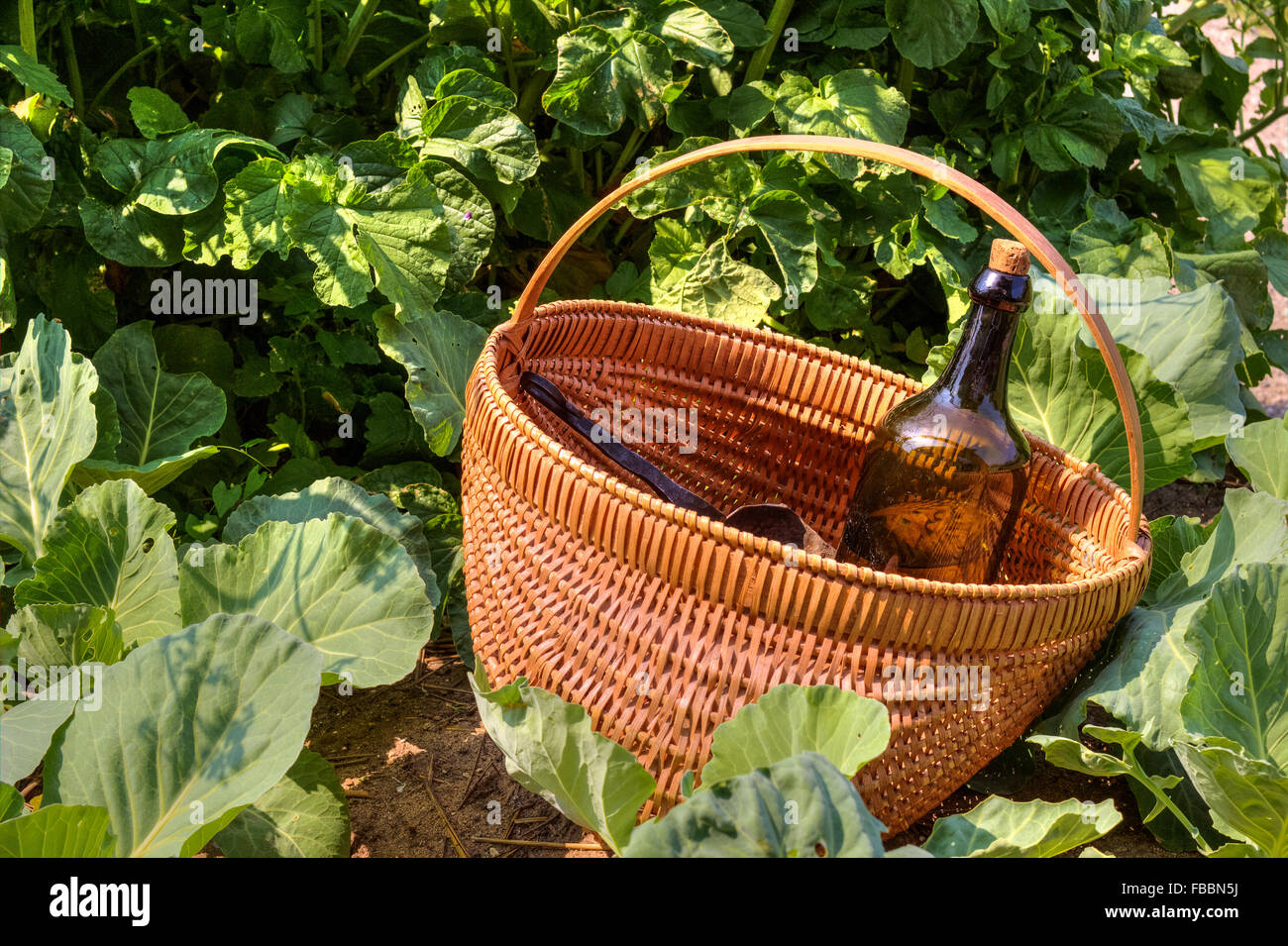 Homeopathic Medicine. Bottle of herbal tonic in  the garden surrounded by organic, vegetables. Stock Photo