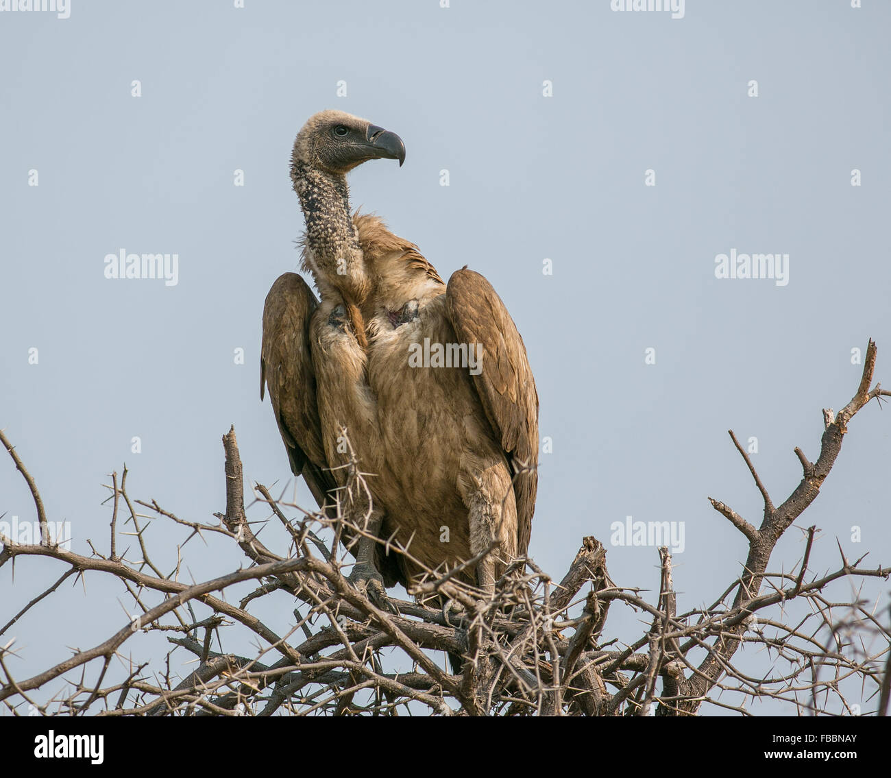 White-backed vulture (Gyps africanus) perched high in a thorny tree, Chobe National Park, Botswana, Africa Stock Photo