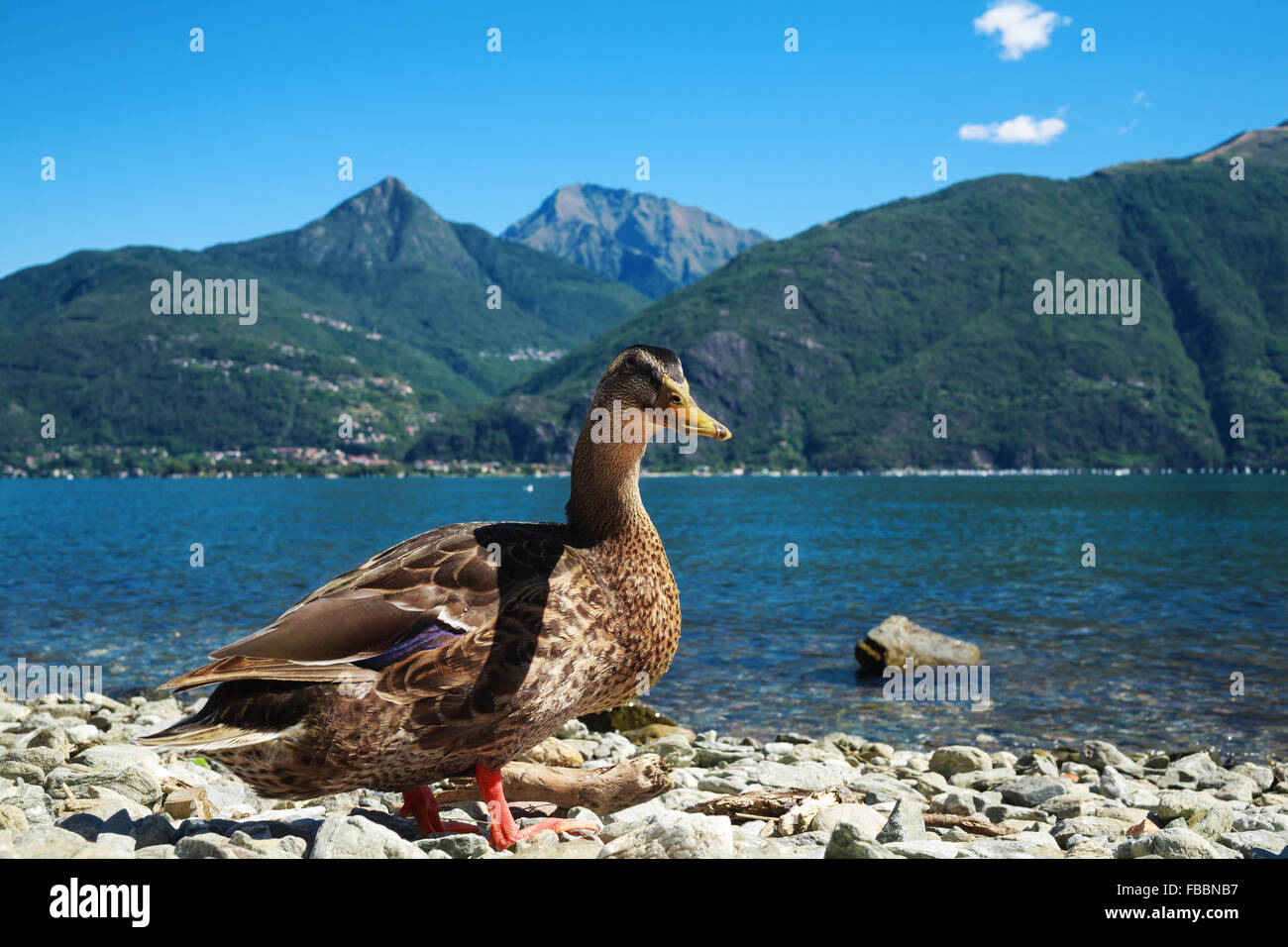 Wild ducks on the shore of Lake Como Stock Photo