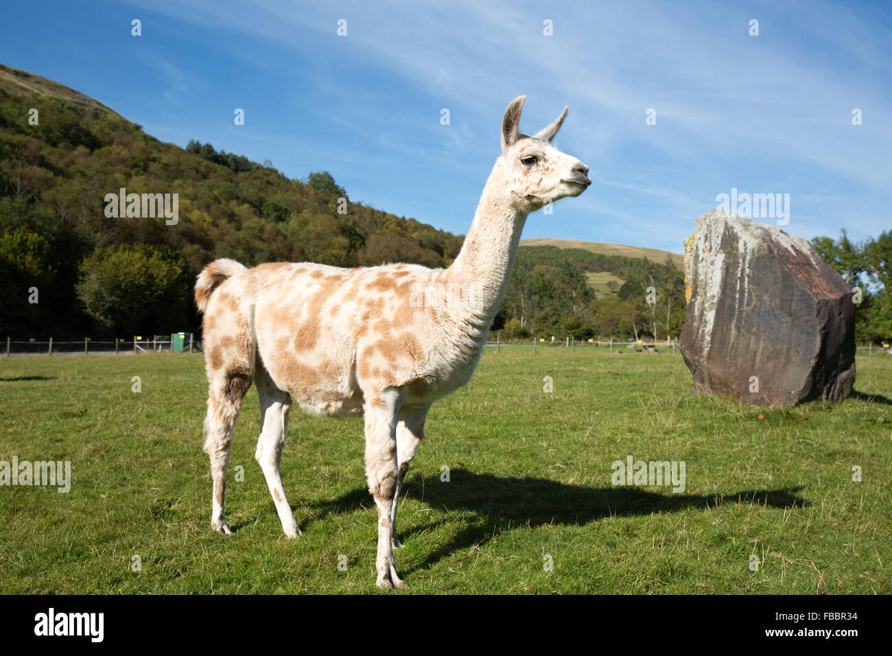 Llama Stock Photo