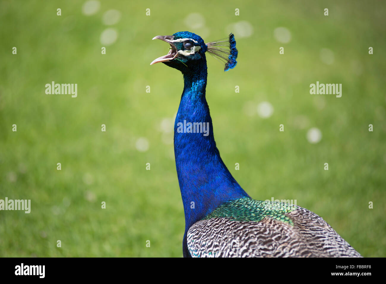 Peacock making noise in the field Stock Photo Alamy