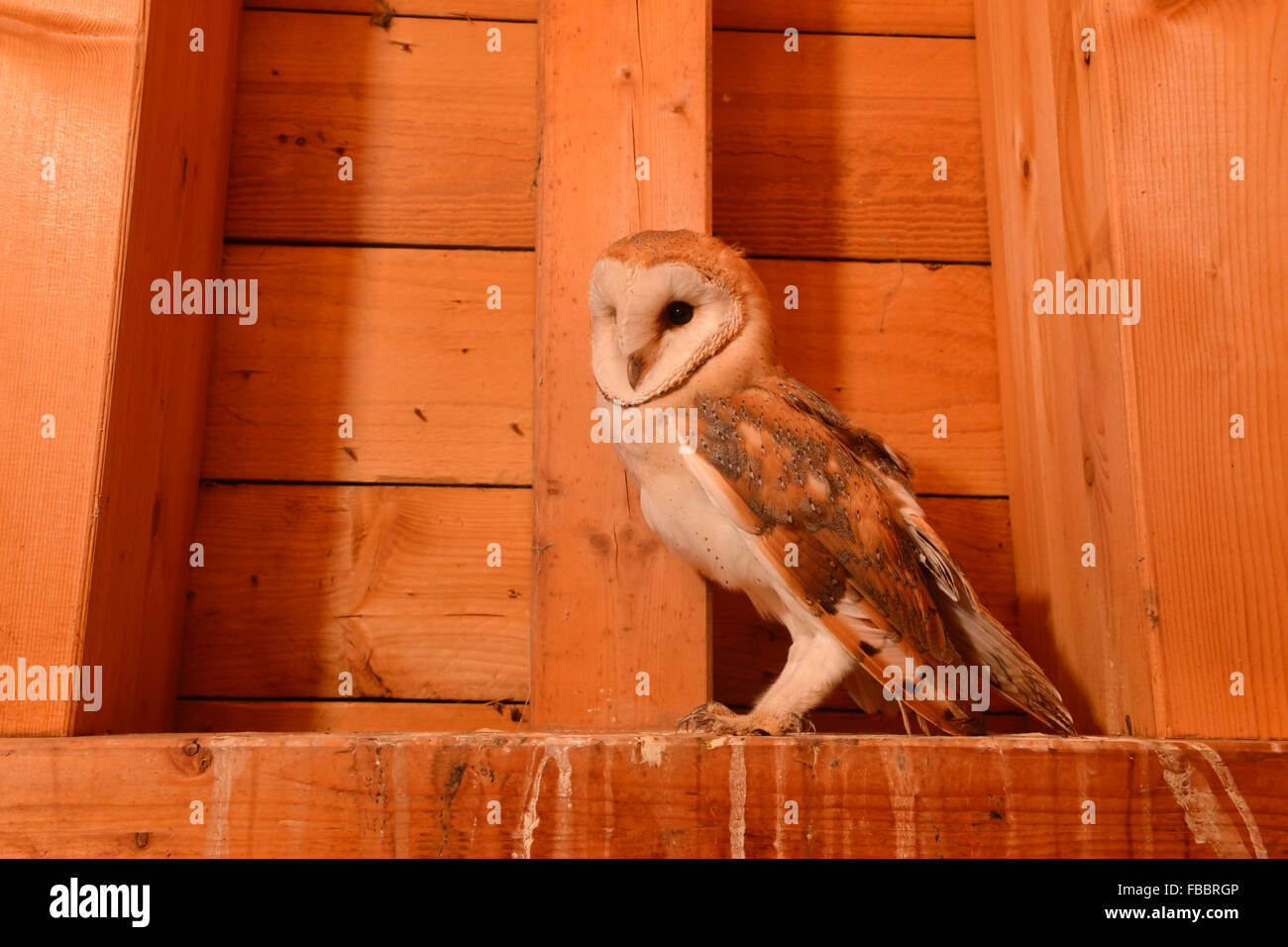 Barn Owl / Schleiereule ( Tyto alba ), in a wooden truss of a church, young bird, side view, wildlife, Germany. Stock Photo