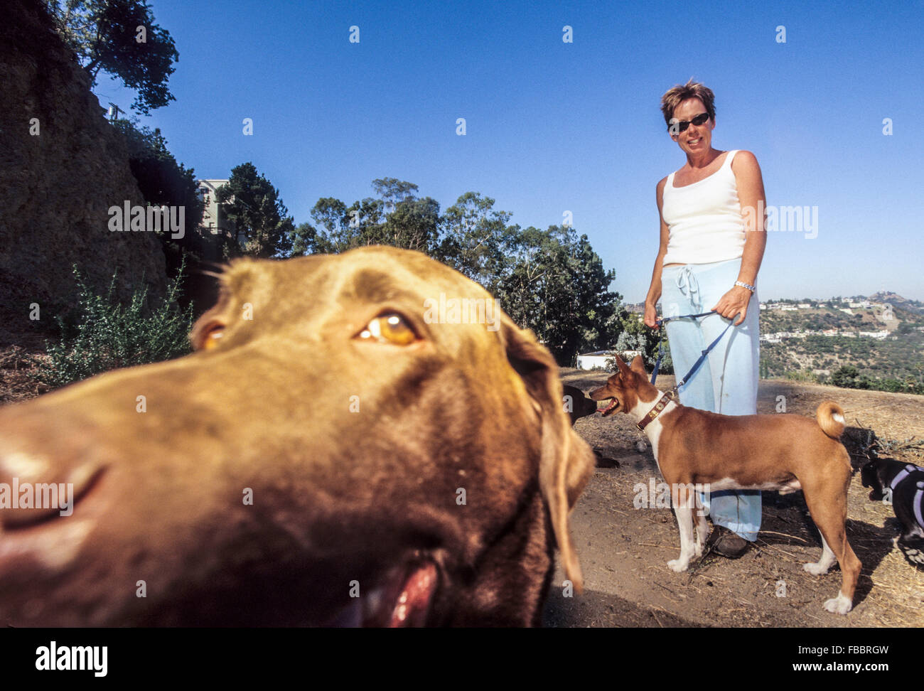 LOS ANGELES, CA AUGUST 28 Celebrity Dog Walker Annie Lever in Los