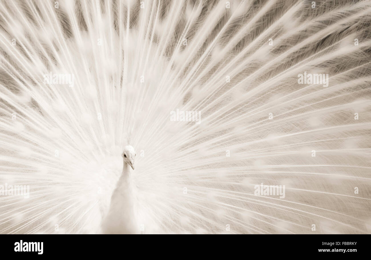 White Peacock displaying beautiful plumage Stock Photo