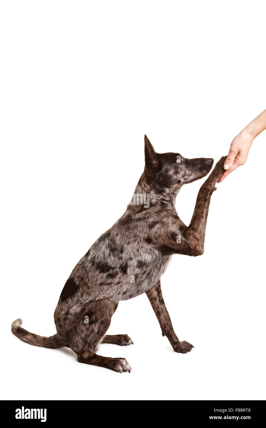 Dog giving paw into hand and doing handshake Stock Photo