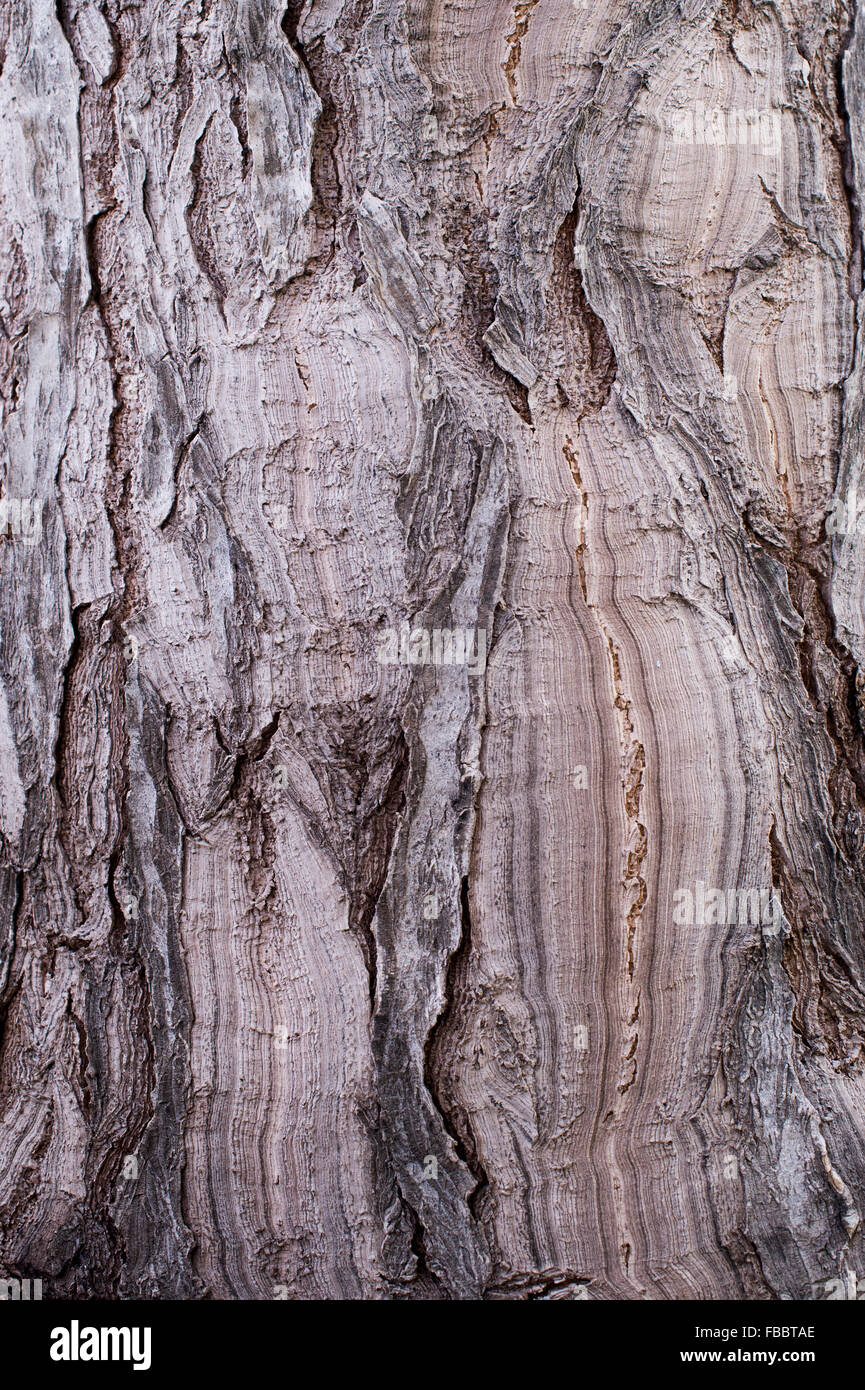 Beaucarnea guatemalensis. Guatemala Ponytail Palm bark at RHS Wisley gardens. Surrey, England Stock Photo