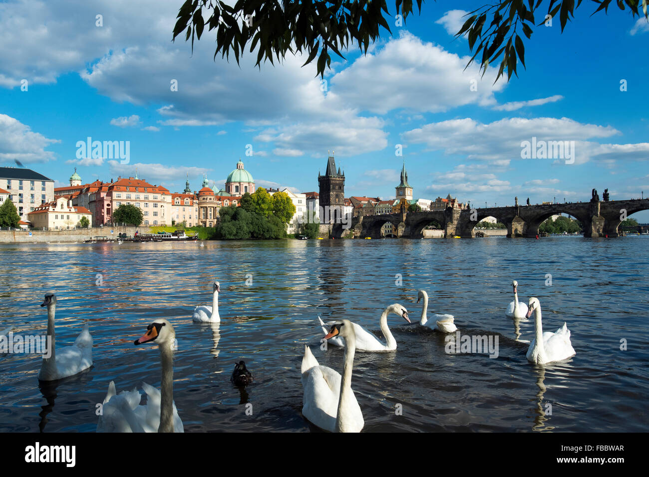 Swans on the river Vitava from Little Quarter looking at Charles Bridge and Old Town, Prague, Czech Republic Stock Photo