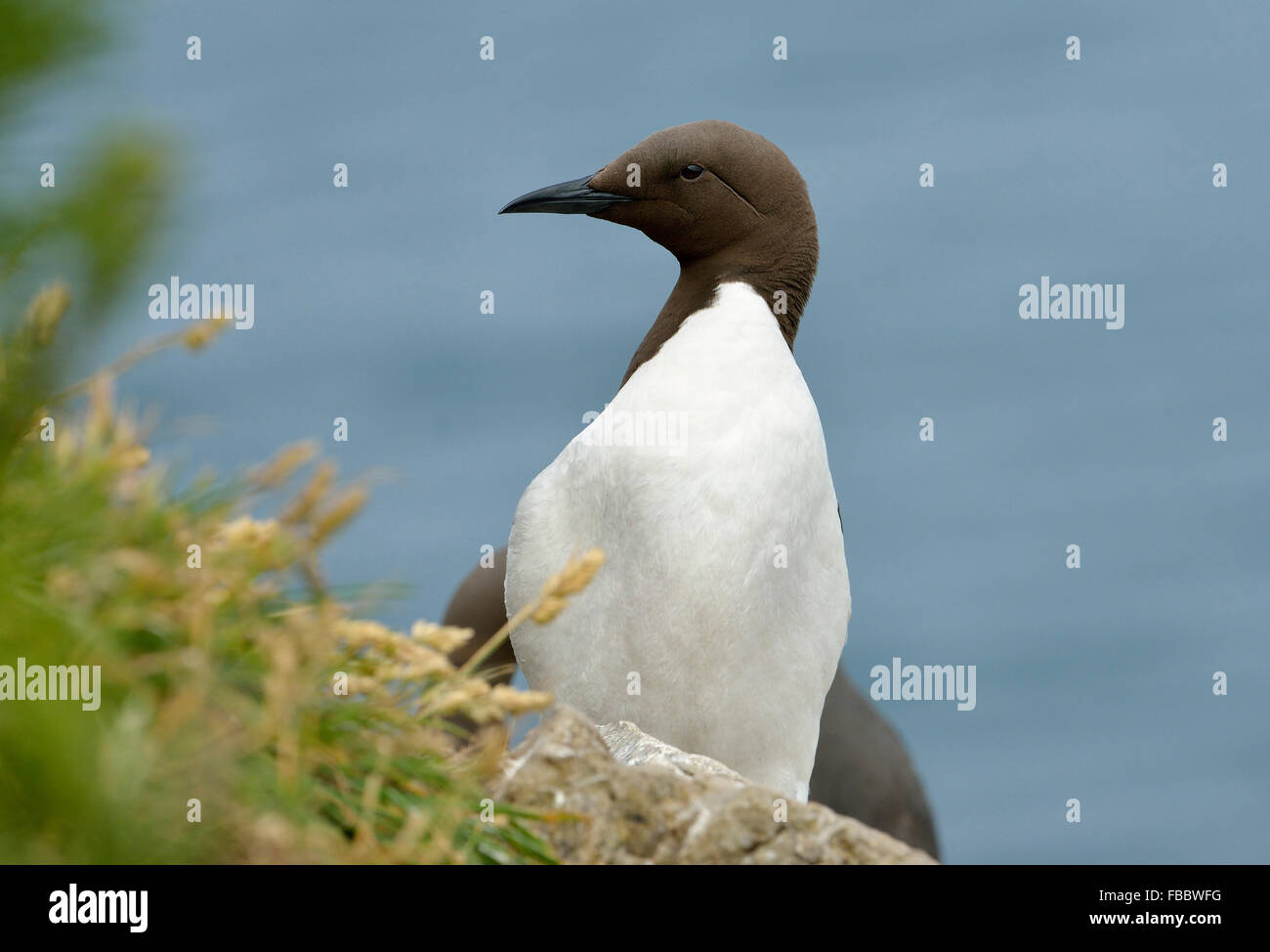 Guillemot or Common Murre - Uria aalge On cliff top Stock Photo