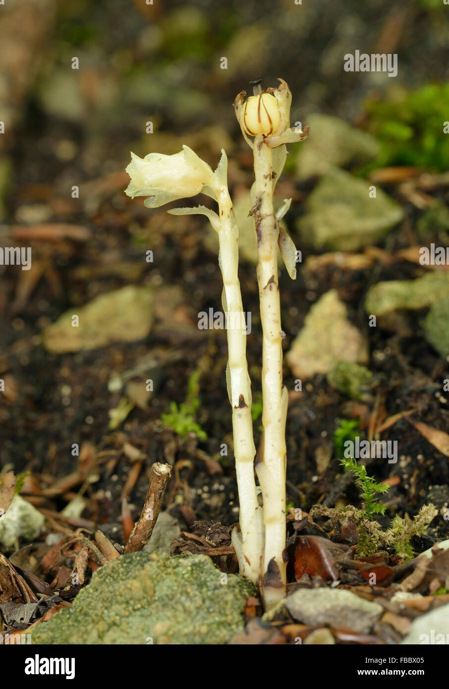 Yellow Bird's-nest - Monotropa hypopitys Saprophytic Beech Woodland Plant Flower & Seed Stock Photo