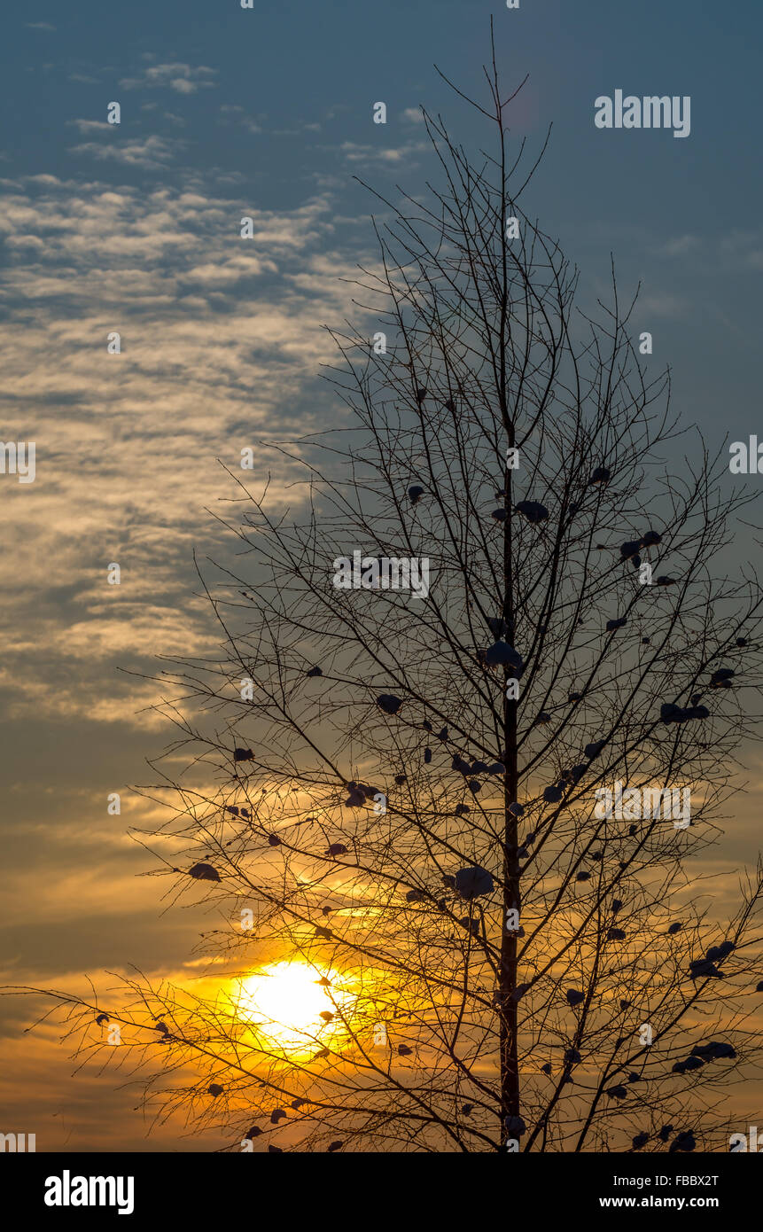 beatiful sunrise through birch branches at winter covered with snow Stock Photo