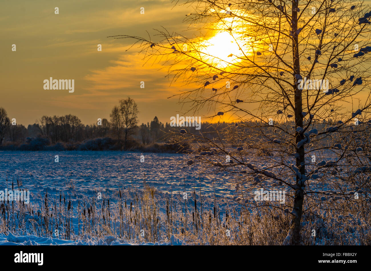 beatiful sunrise through birch branches at winter with cattails in front Stock Photo