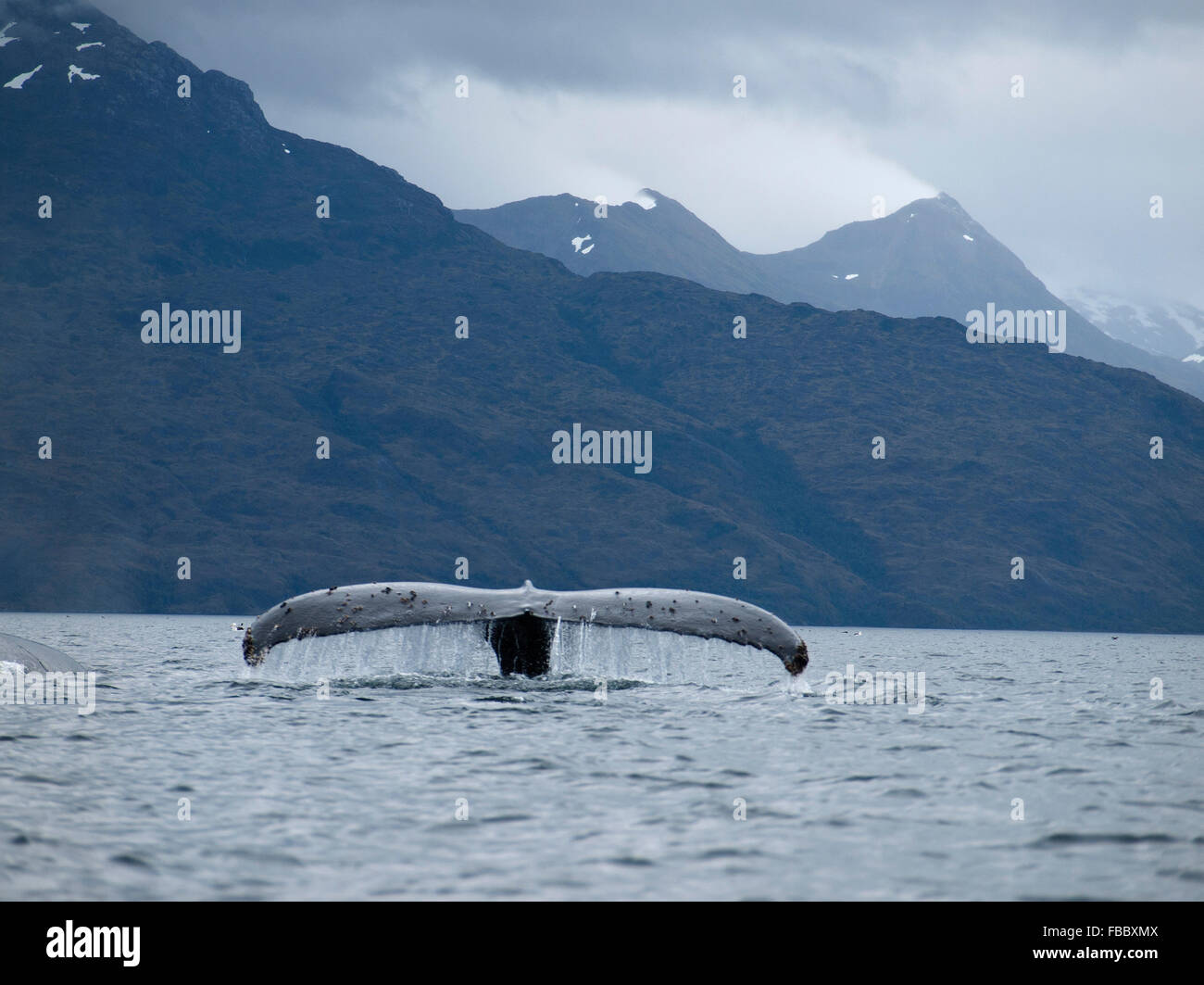 Humpback whale fluke, Tierra Del Fuego Stock Photo