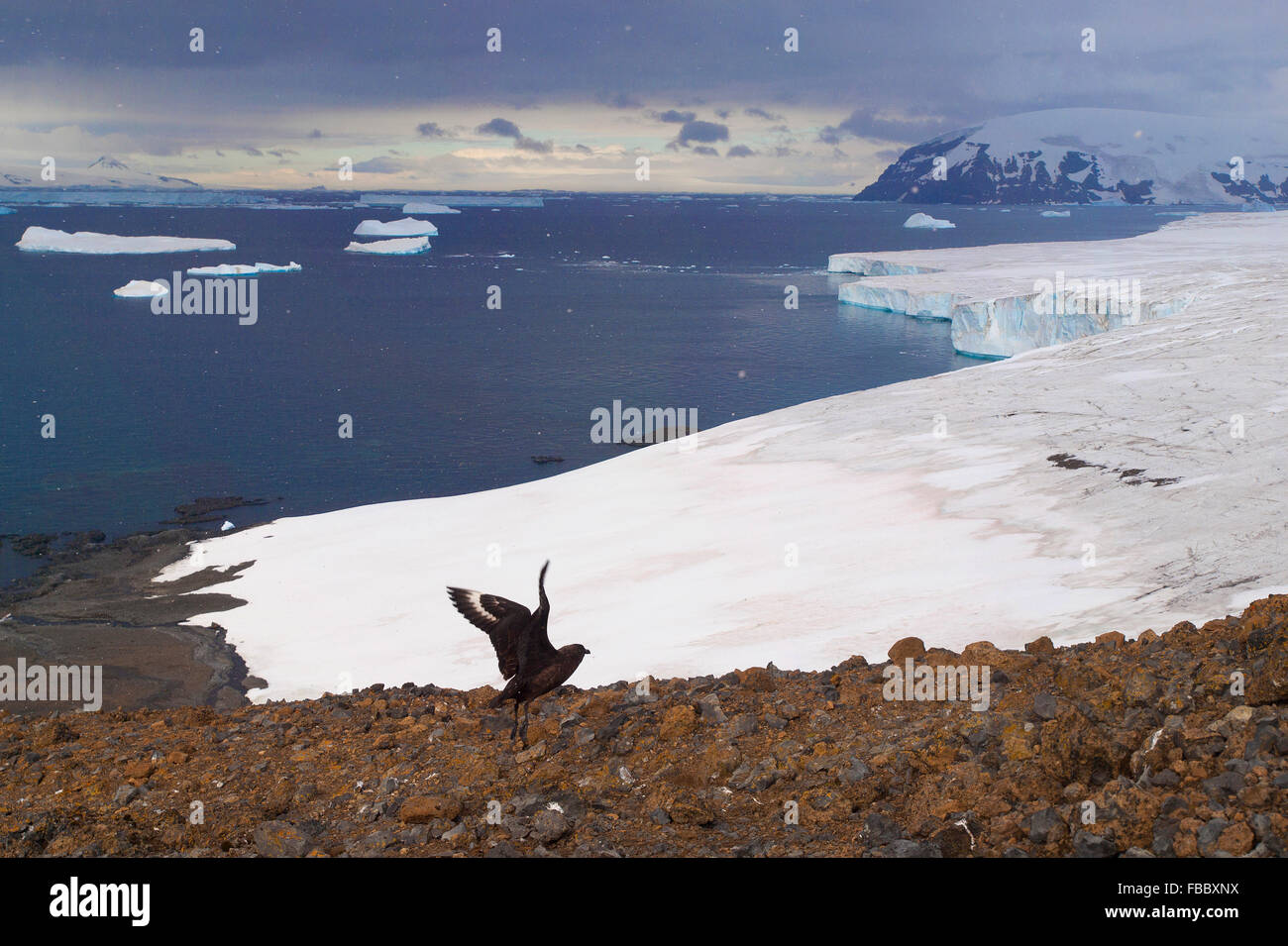 Skua, Brown Bluff, Antarctic Peninsula Stock Photo