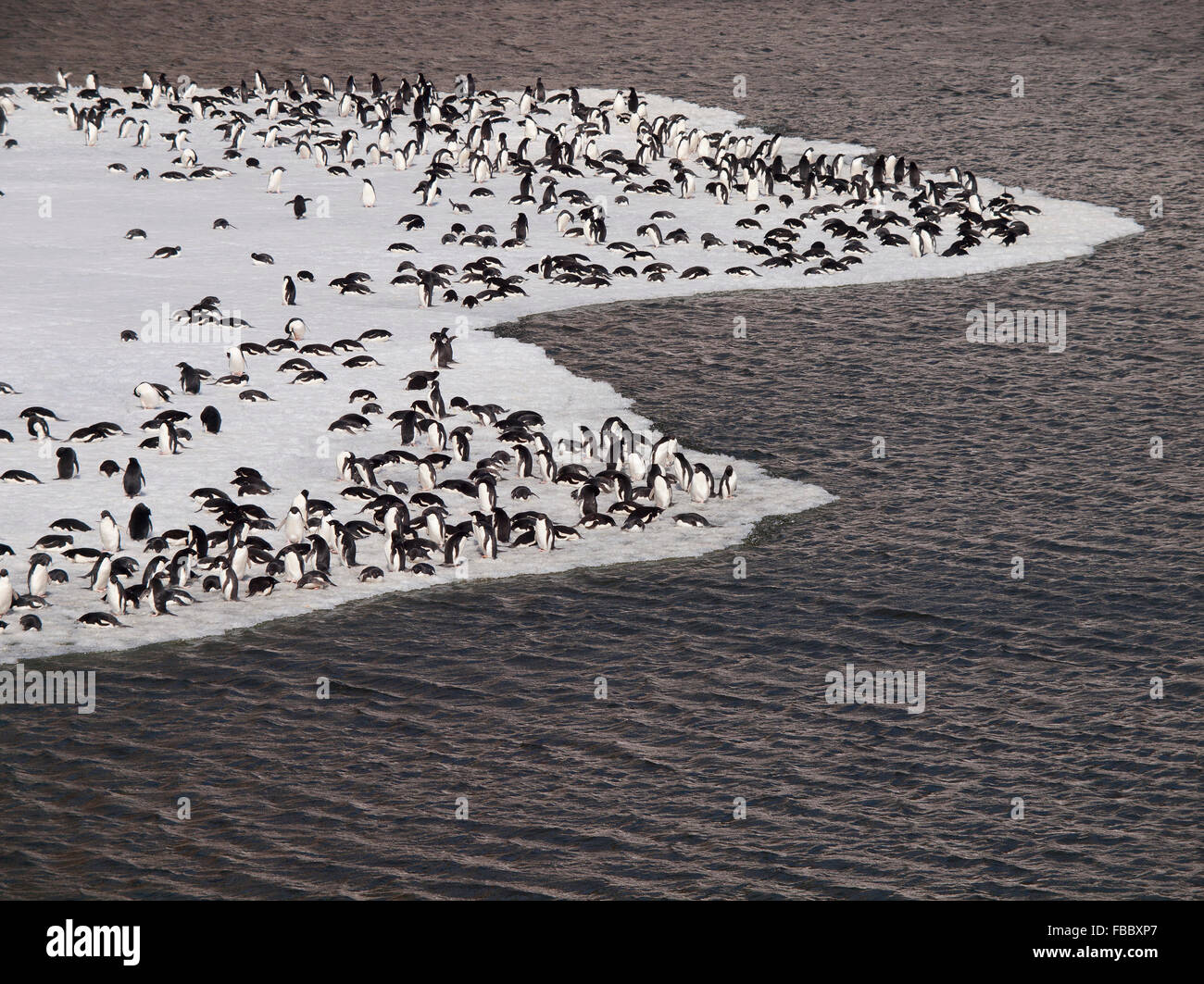 Adelie Penguins on ice, Antarctic Peninsula Stock Photo