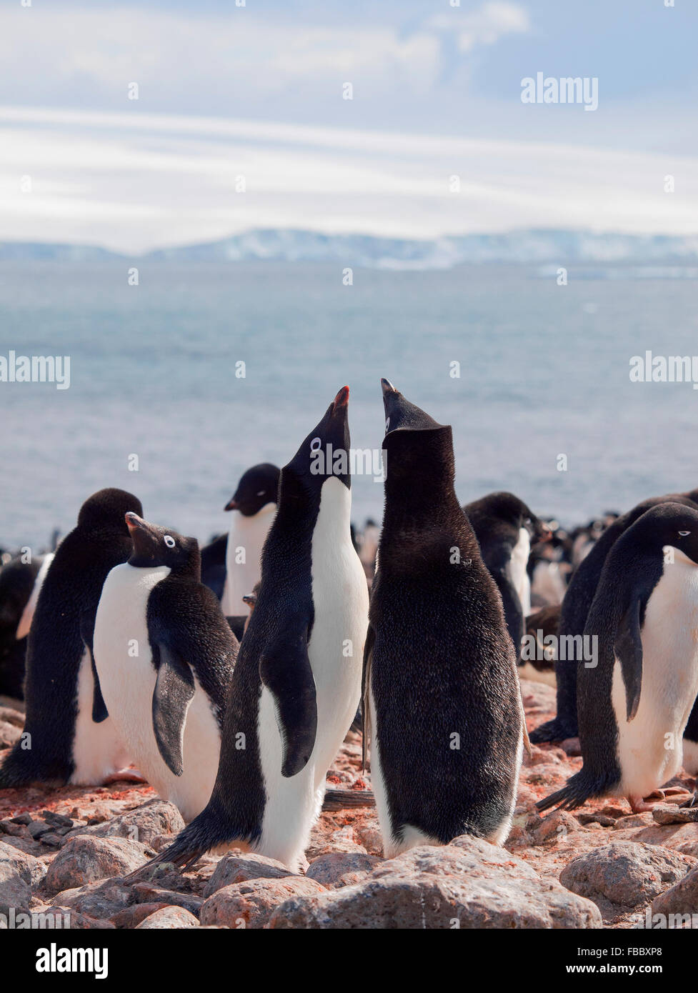 adelie penguin colony Antarctic Peninsula Stock Photo