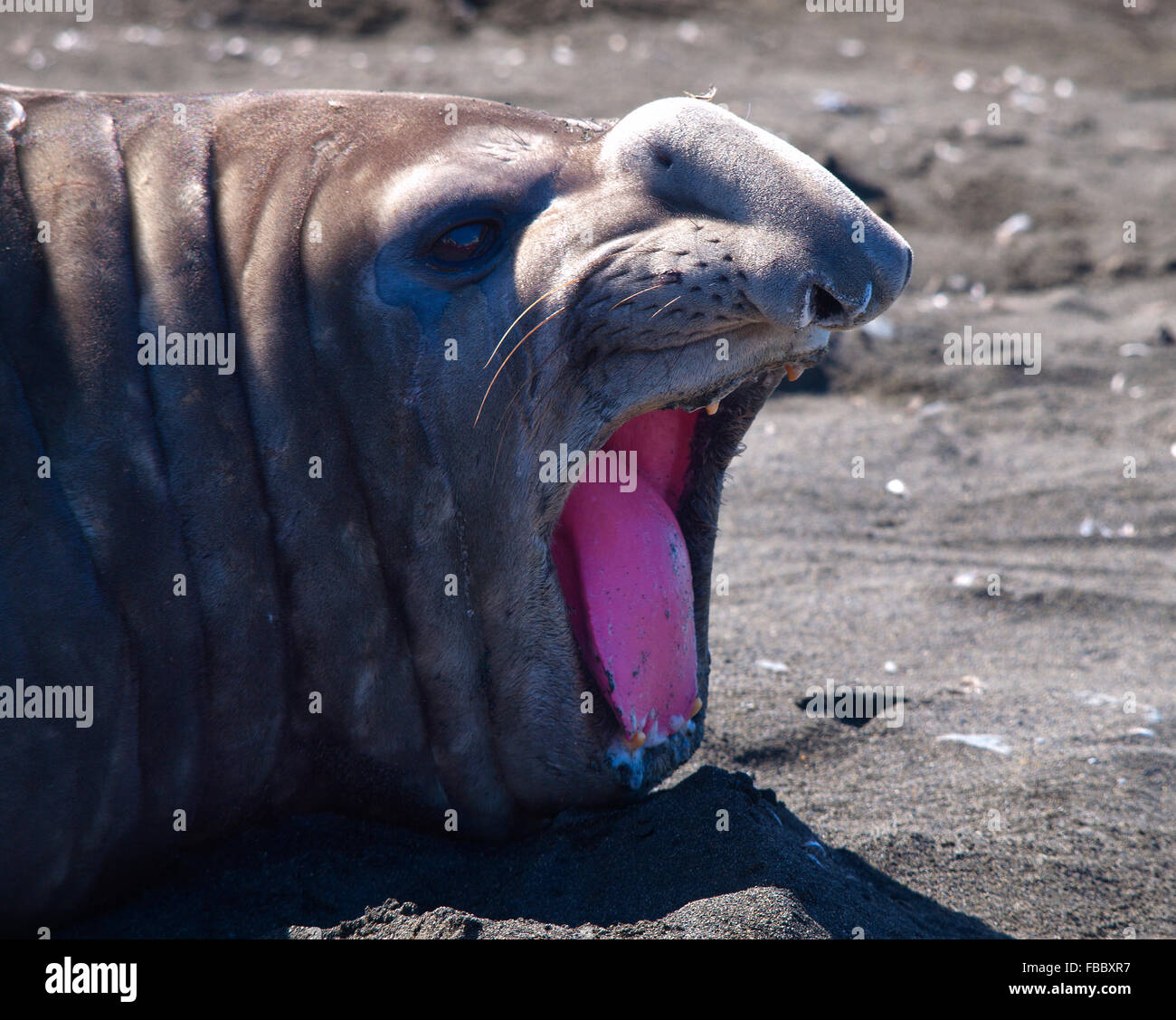 Elephant seal bellowing, South Georgia Stock Photo