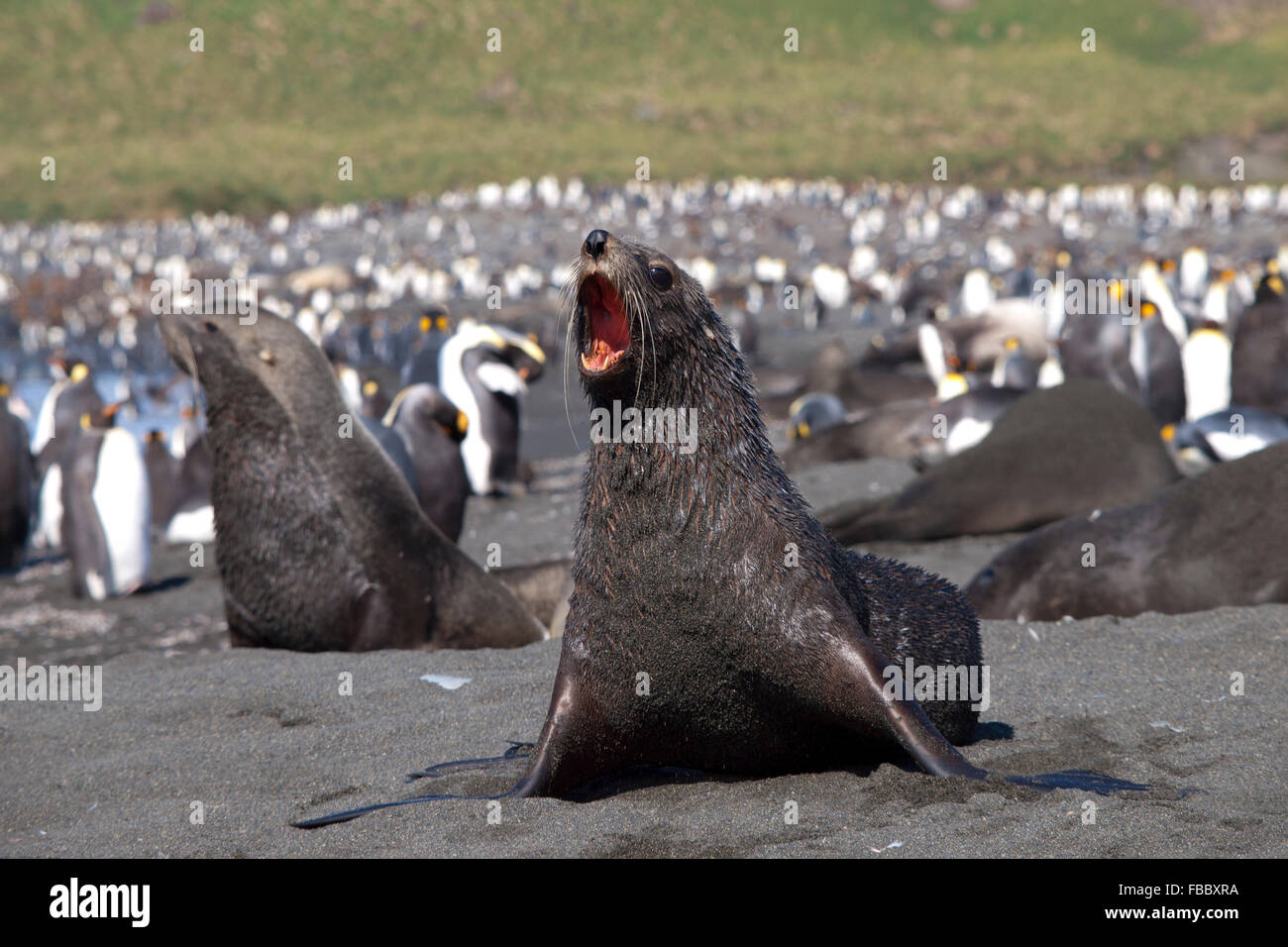 Barking fur seal Gold Harbour, South Georgia Stock Photo